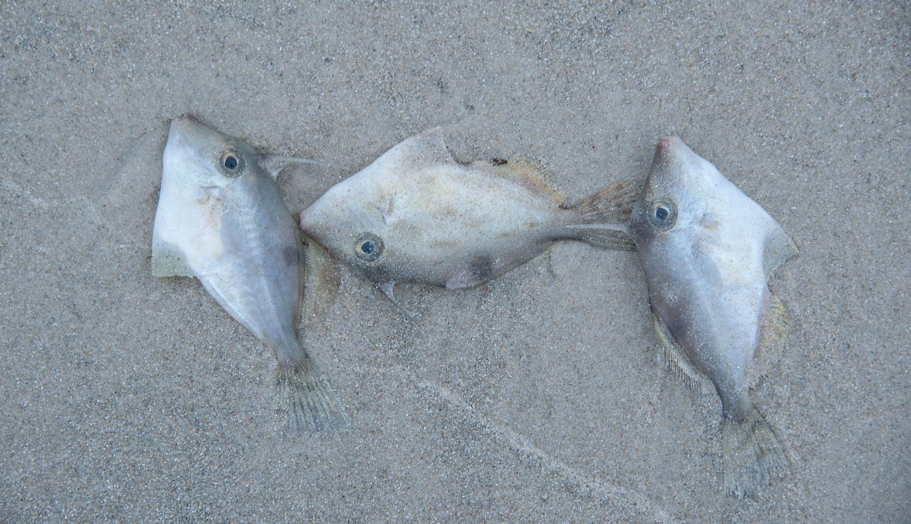 Three of millions of dead or dying leatherjackets