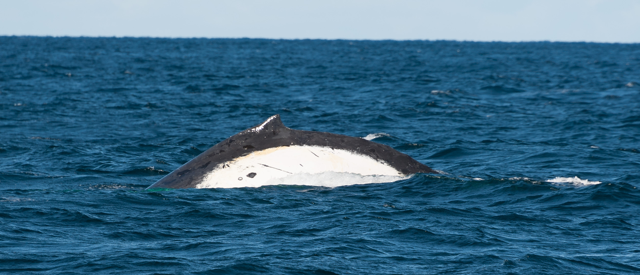 A Whale off Burmagui