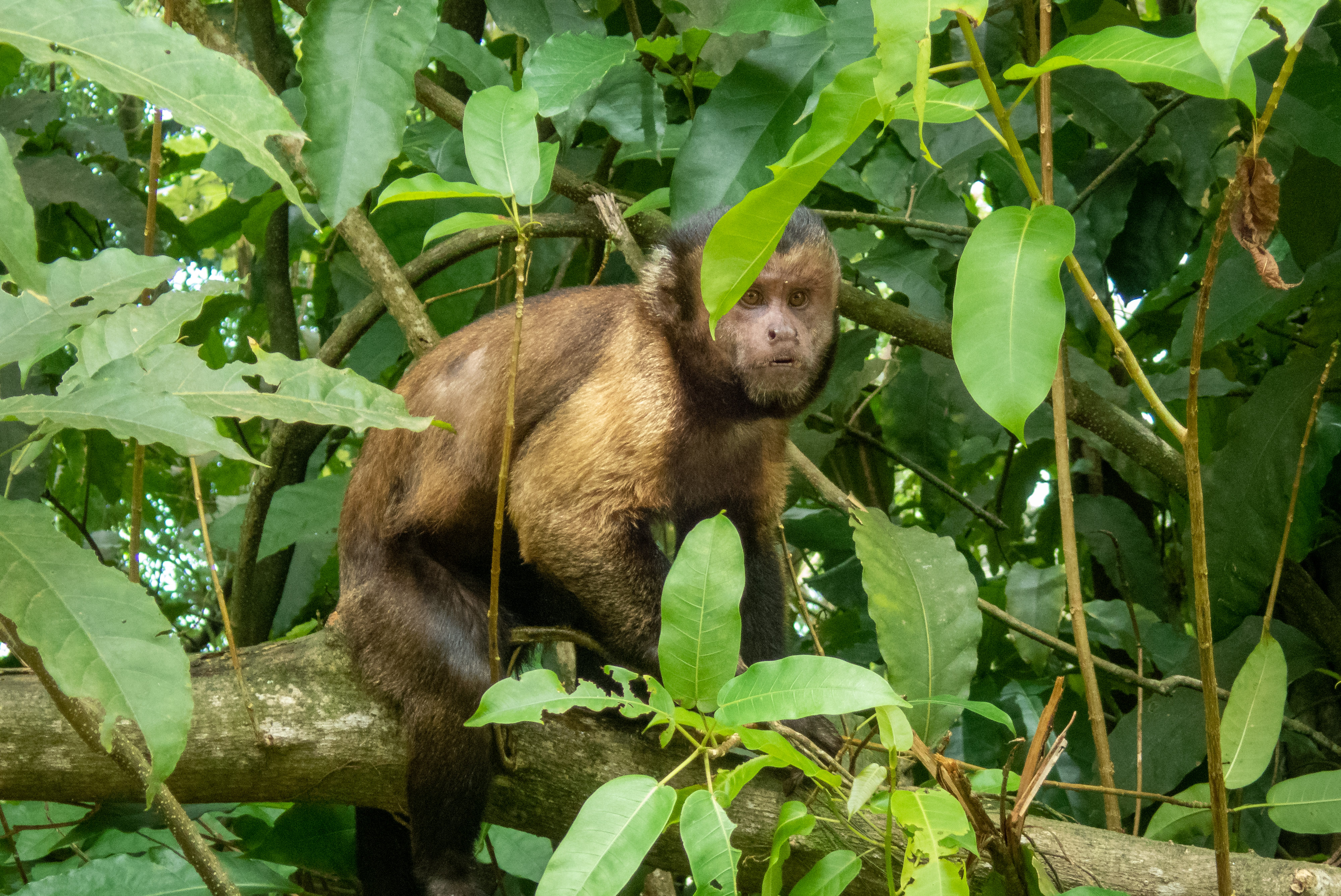 Monkeys can be aggressive and have sharp teeth.