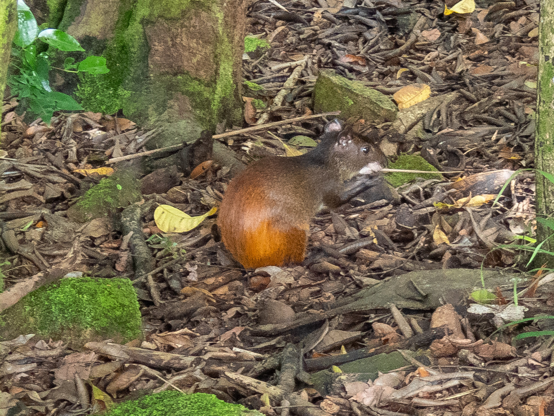 Rainforest Agouti.
