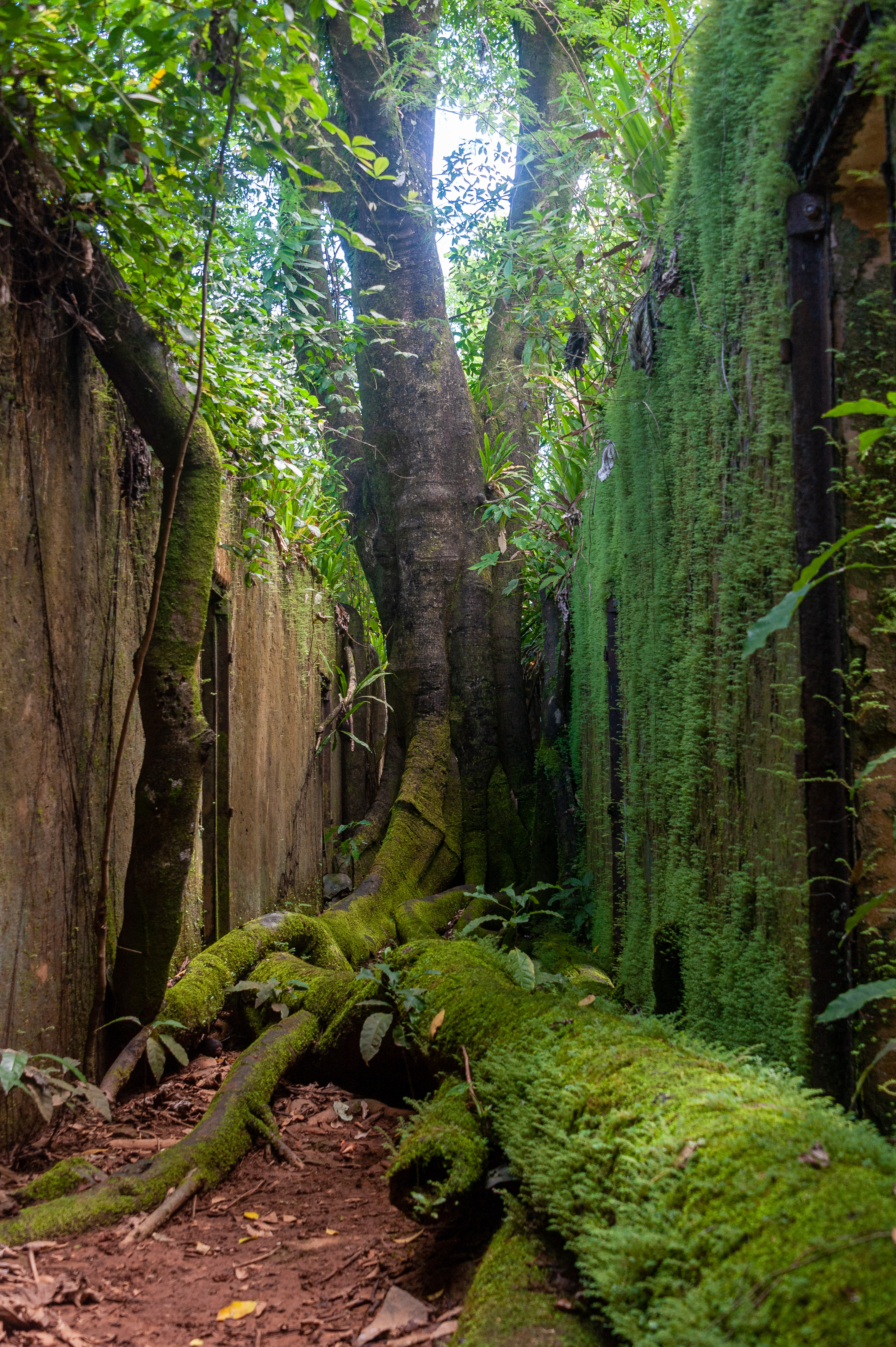 The jungle reclaims the old prison.
