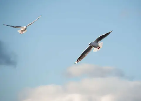 Gulls. Gulls circling over a seal killing a shark.