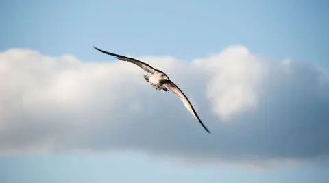 Gull. Gull circling over a seal killing a shark.