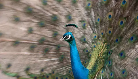 Shake it baby!