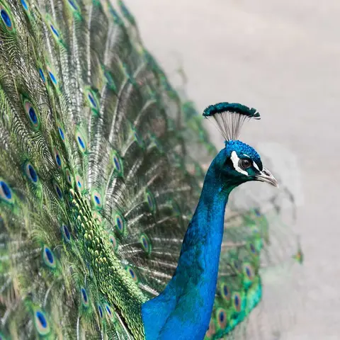 Peacock with attitude