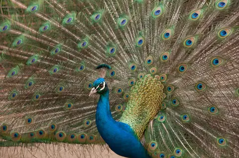 I love me, I love me...