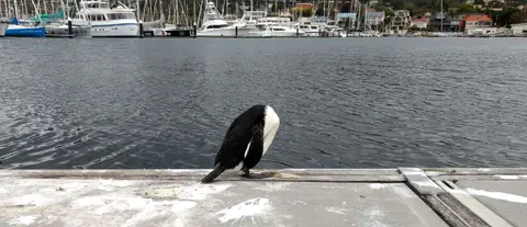 Sleeping Black-Faced Shag