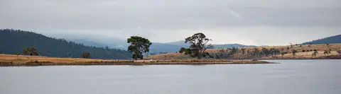 Two trees on Bruny Island