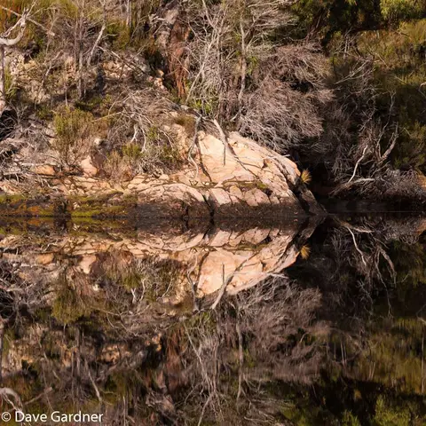 Davey River Reflection