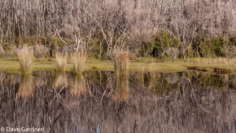Davey River Reeds