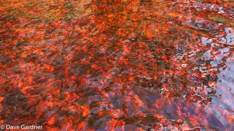 River of Red. This is the Davey River shallows in direct sun and it shows why the reflections are so perfect. The water is red from the button grass, which turns black when seen from an angle and thus forms a perfect backdrop for a mirror.