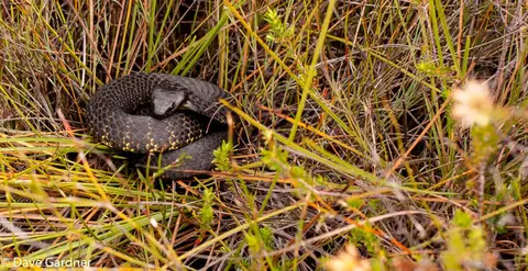 Tiger Snake. This guy did not like being photographed and went for me just after I took this shot. I landed on my arse but the camera was just fine thank you.