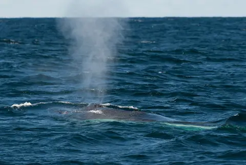 Whale Blow off Eden