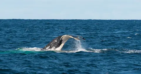 Whale Diving off Eden
