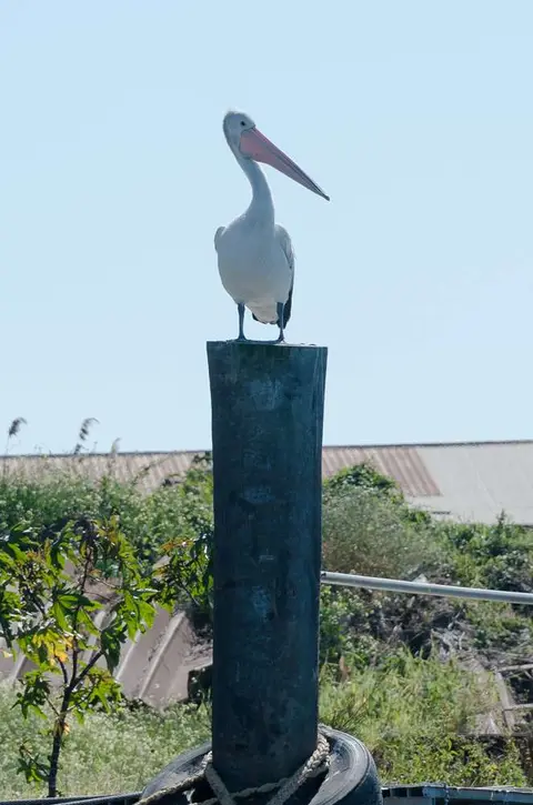 They Look Ridiculous. Pelicans are so outsized that they look quite silly perched on a pile.