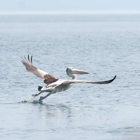 Pelican Taking Off