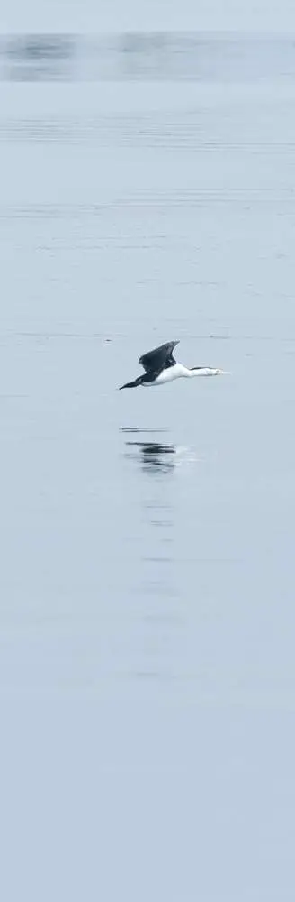 Shag Takeoff