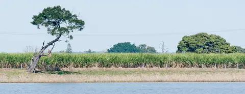 Cane Fields