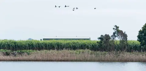 Ducks Lined Up. Ducks in flight over Clarence River canefields.