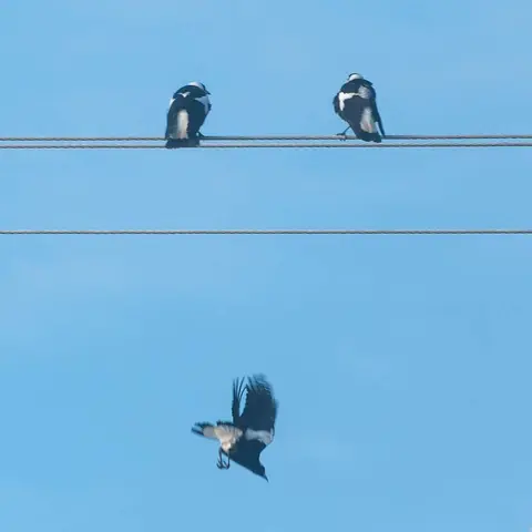 Three Birds