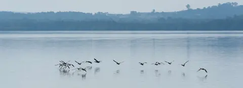 Birds in Flight