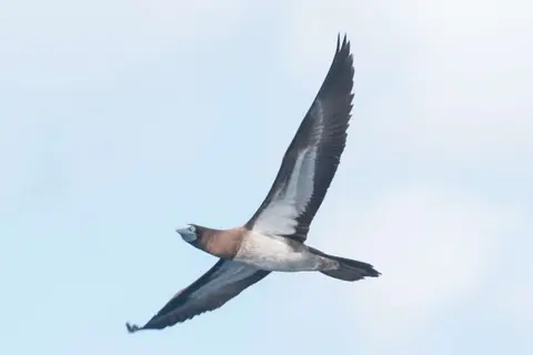 Brown Booby