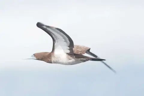 Brown Booby