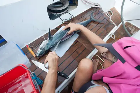 Preparing a Mackerel.. Mackerel are one of the best eating fish and plentiful.