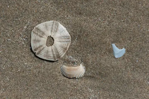 Shell on Beach