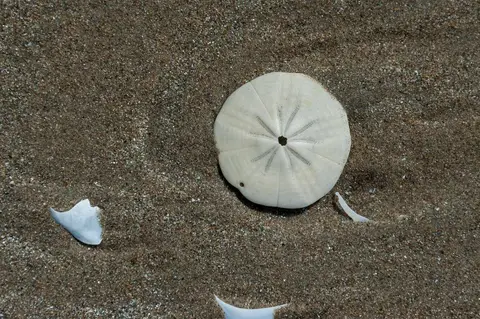 Shell on Beach