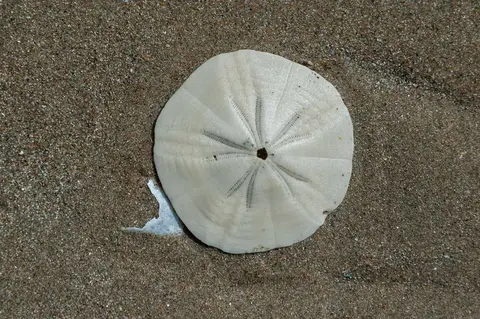 Shell on Beach