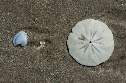 Shell on Beach