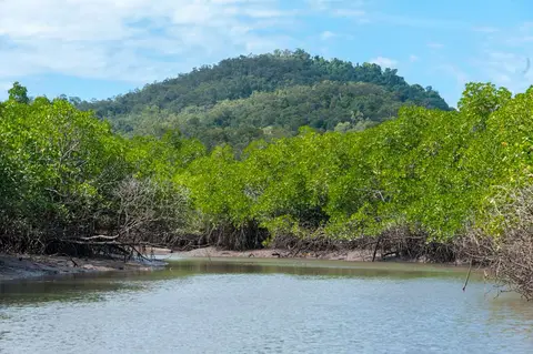 Mangrove Creek