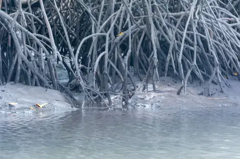 Mangroves and Mud