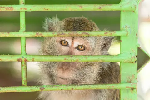 Pet Monkey.
