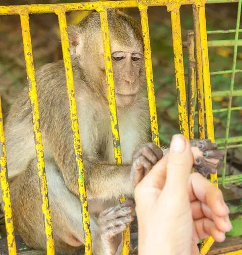 Pet Monkey Shaking Hands.. He is as intrigued by our hands as we are by his.