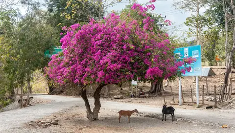 The Street Outside the Village School.. Goats wander freely and seem to be reasonably traffic-conscious.