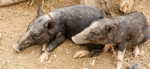 Dinner.. Like chickens, goats and other animals, pigs generally roam freely. That these two are tethered probably means they are destined for the pot.
