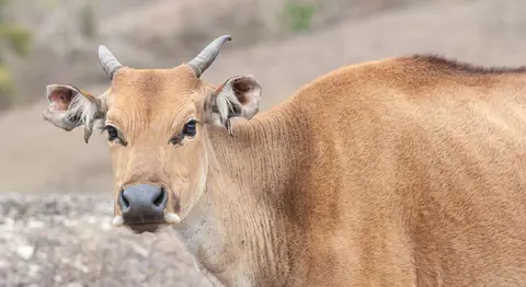 Cows roam freely