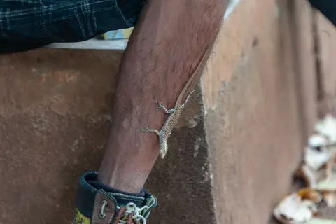 Gecko
