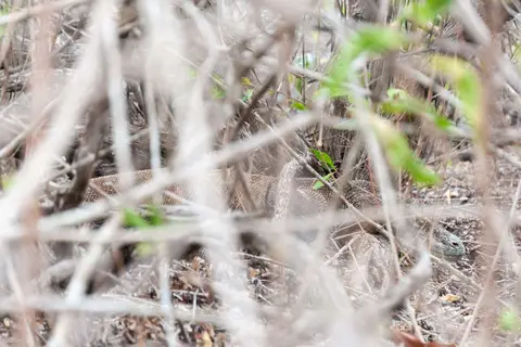 A Komodo Dragon Hiding in the Brush