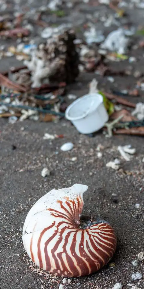 The Beach Collects Everything from Nautilus Shells to Plastic