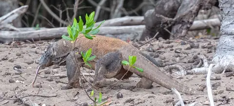 This Dragon was Camera Shy