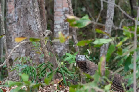 Komodo Dragon.. She saw me, stopped, then continued on her way.