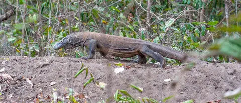 Big Komodo Dragon.. I estimate this one was about 3m overall.