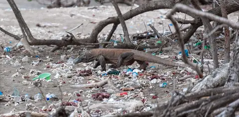 Dragon walking thru Rubbish.
