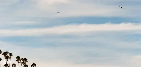 Two birds.. I think they are Swallow-Tailed Kites