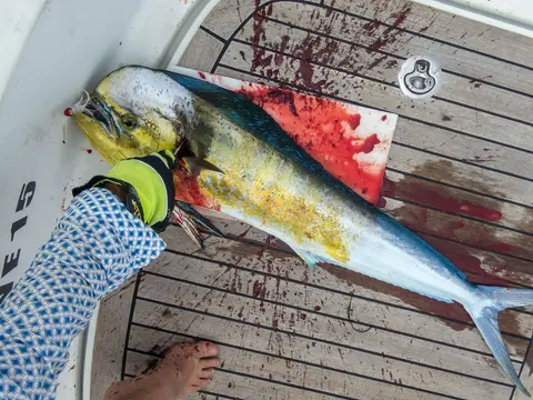 Mahi Mahi.. Probably the best fish you can eat. This one jumped on our hook on the third day out of Hong Kong.