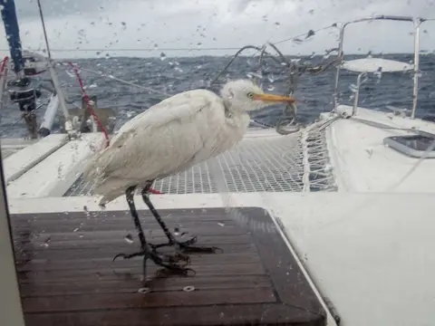 Stowaway Egret.. We were followed by a variety of birds but only a few used us for transport.