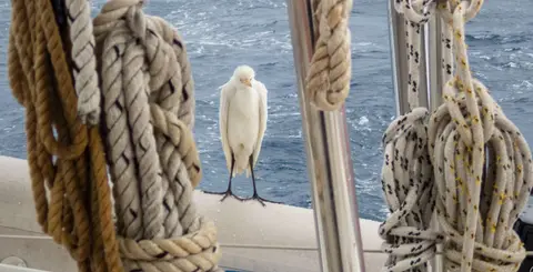 Passenger. . Another Egret.